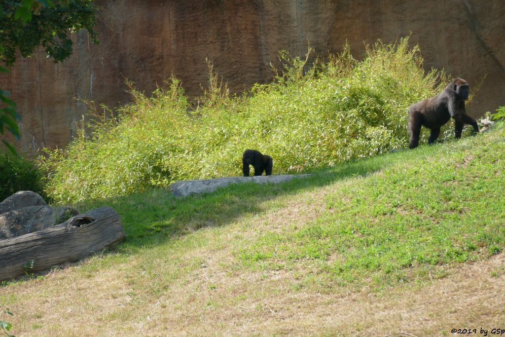 Westlicher Flachlandgorilla