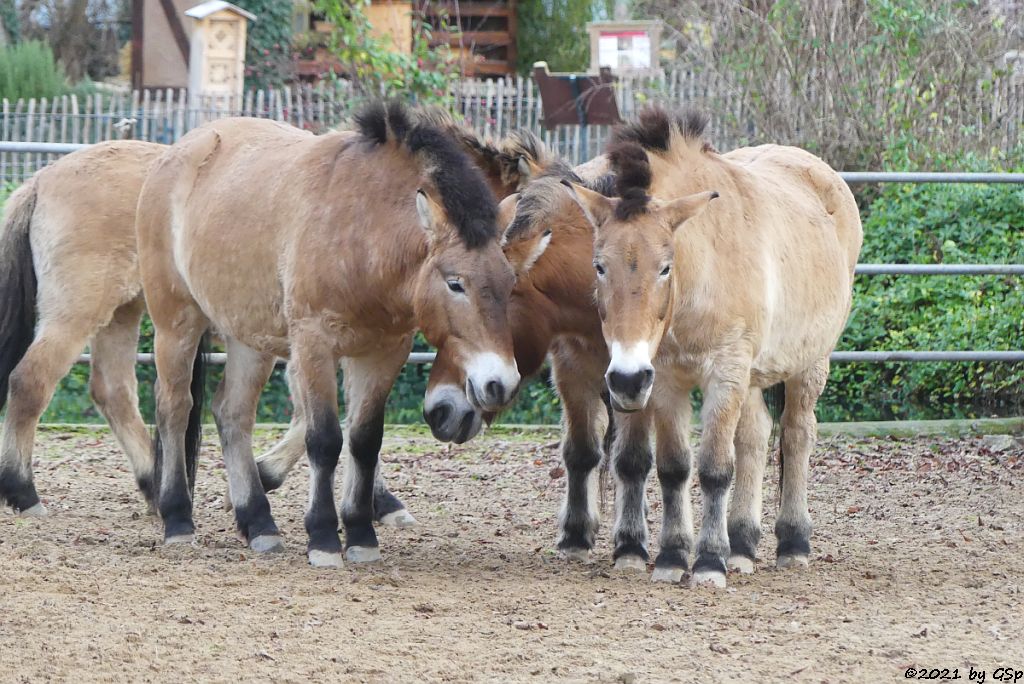 Przewalskipferd (Przewalski-Urwildpferd, Asiatisches Wildpferd)