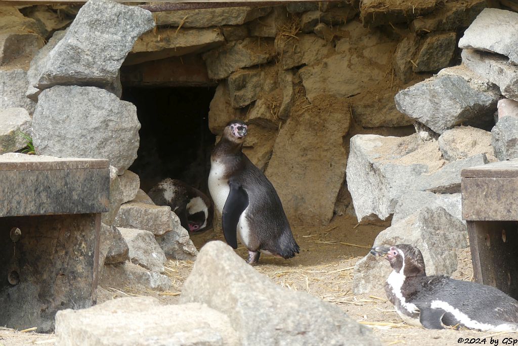 Zoo Halle: Humboldtpinguin