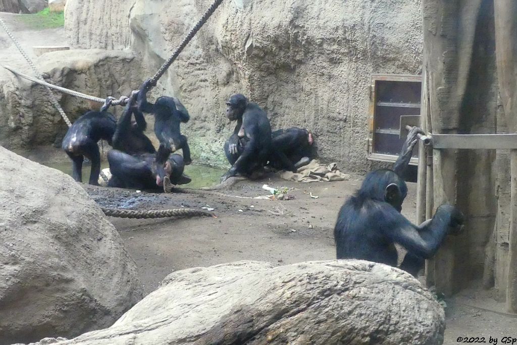 Bonobo (Zwergschimpanse)