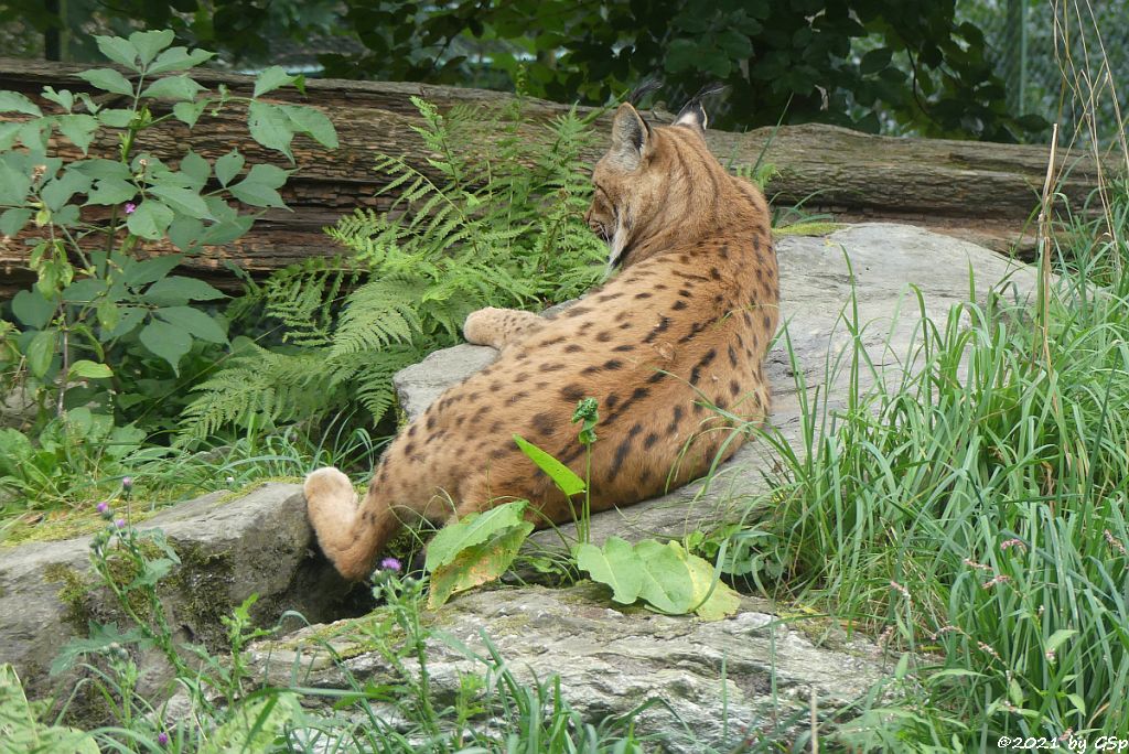 Europäischer Luchs