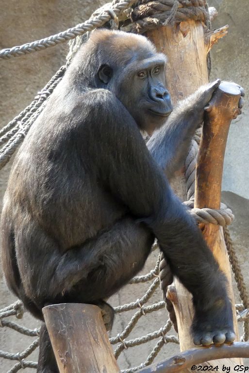 Westlicher Flachlandgorilla
