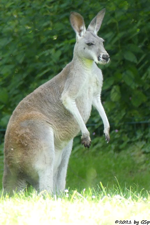 Rotes Riesenkänguru