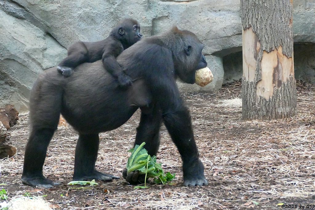 Flachlandgorilla DIAN mit XETSA