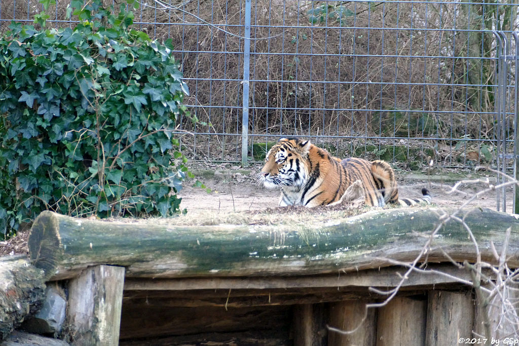 Amurtiger (Sibirischer Tiger, Mandschu-Tiger) SERGAN