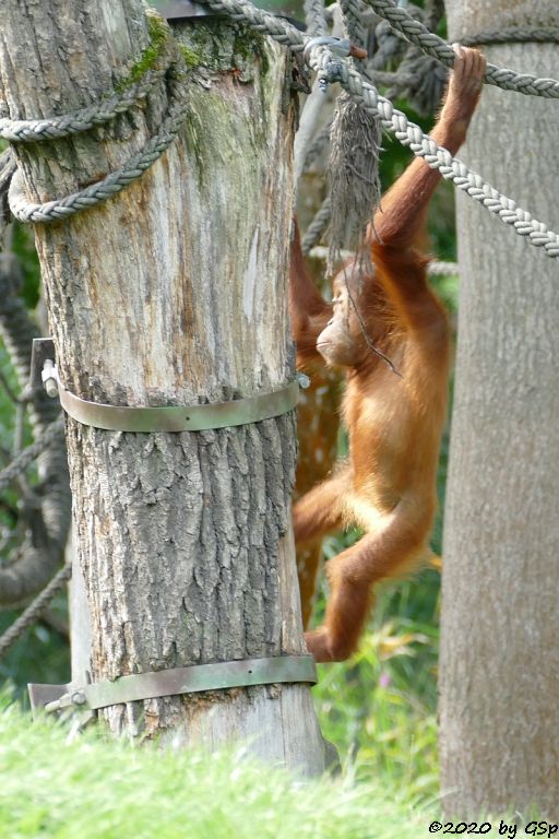 Sumatra-Orang-Utan