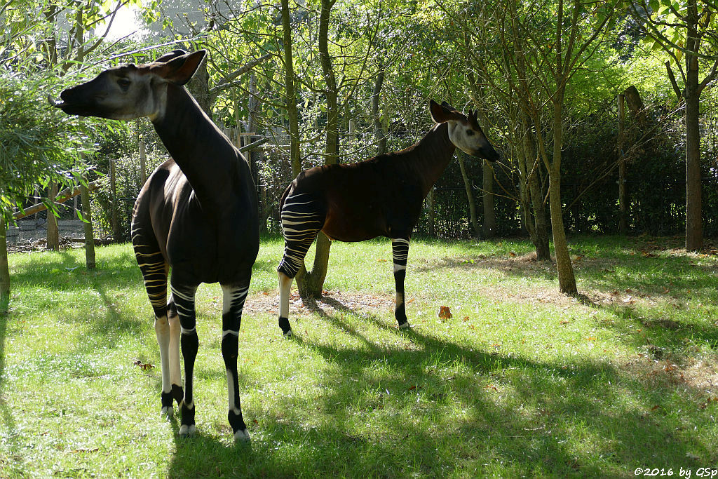 Okapi