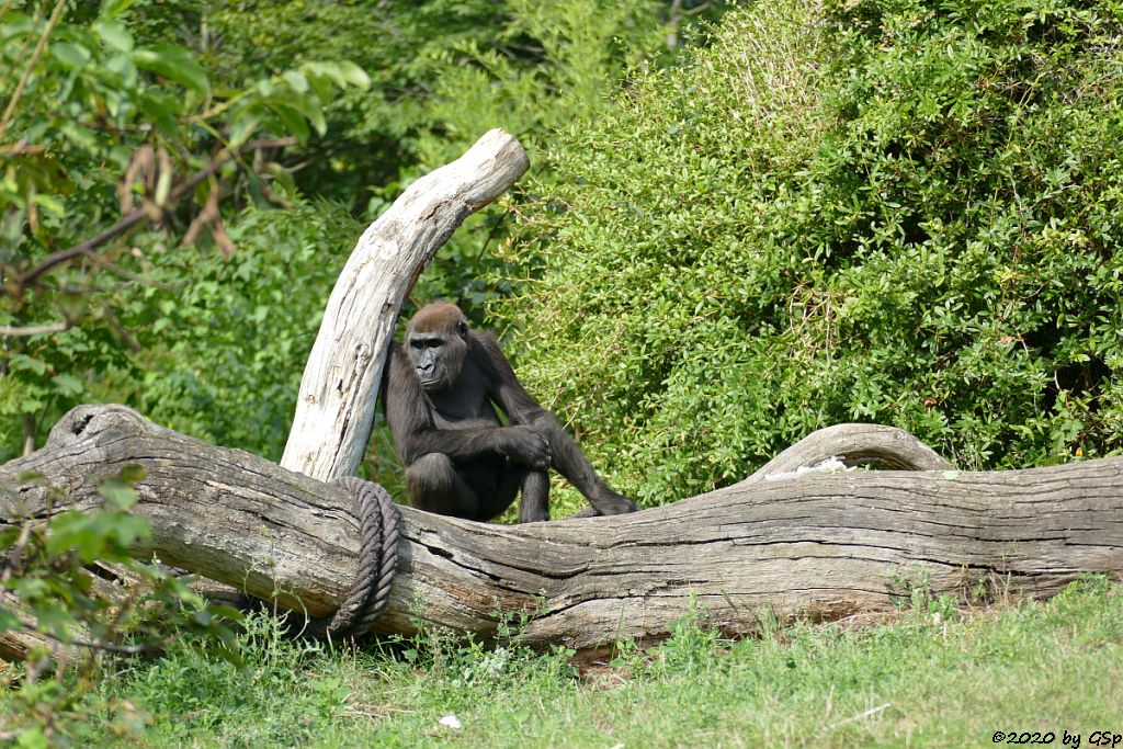 Westlicher Flachlandgorilla