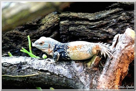 Rotrücken-Stachelschwanz-Leguan