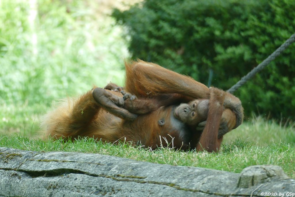 Sumatra-Orang-Utan