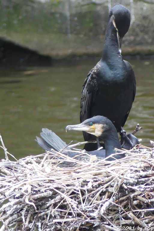 Eurasischer Kormoran