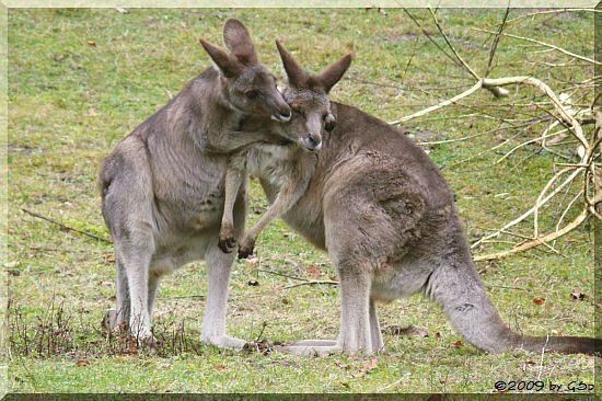 Bennett-Känguru (Rotnacken-Wallaby)
