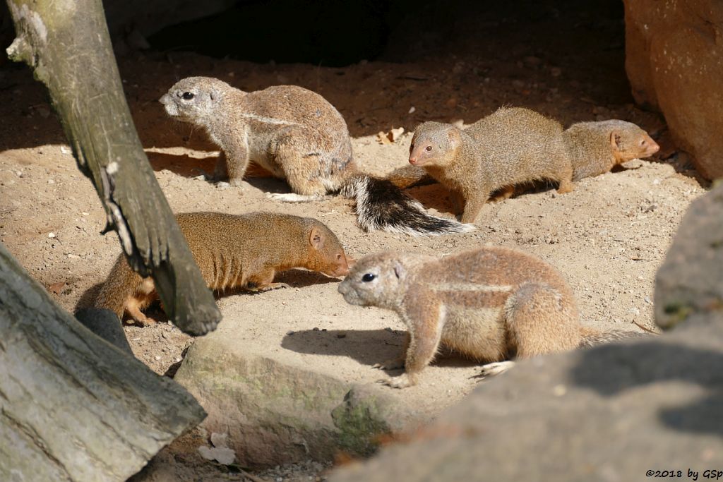 Kap-Borstenhörnchen, Zwergmanguste (Zwergmungo)