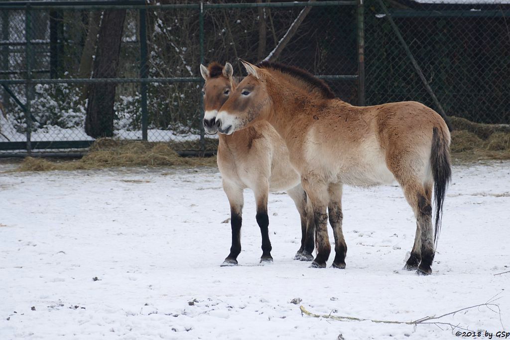 Przewalski-Pferd (Przewalski-Urwildpferd, Asiatisches Wildpferd)