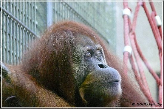 Sumatra-Orang-Utan PUAN