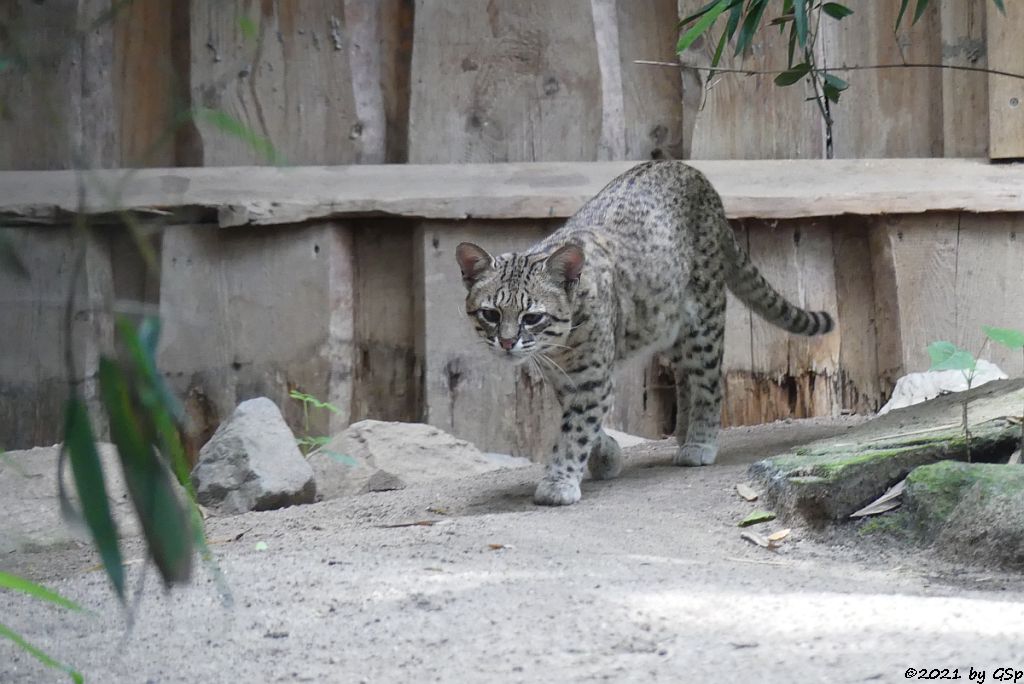 Kleinfleckkatze (Salzkatze, Geoffroy-Katze)