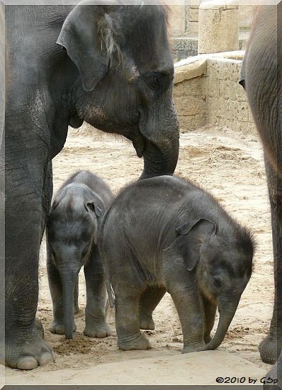 FARINA mit Sohn NUKA und SAPHIRA