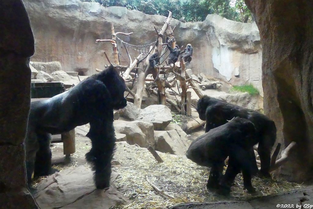 Westlicher Flachlandgorilla