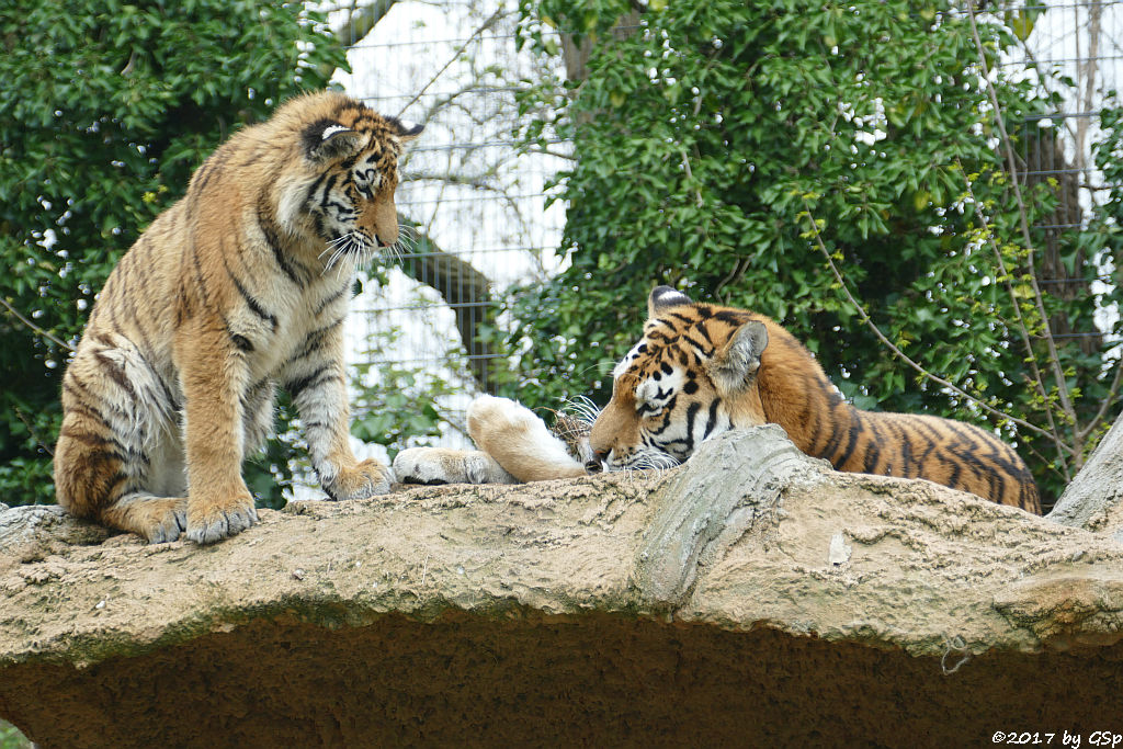 Amurtiger (Sibirischer Tiger, Mandschu-Tiger)