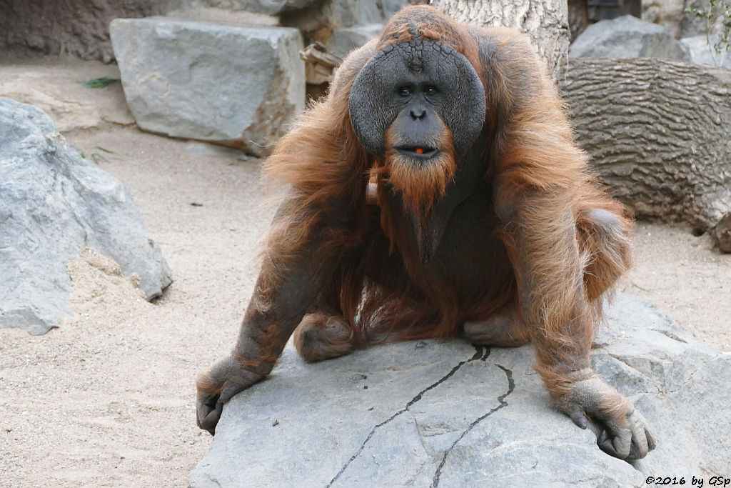 Sumatra-Orang-Utan TUAN