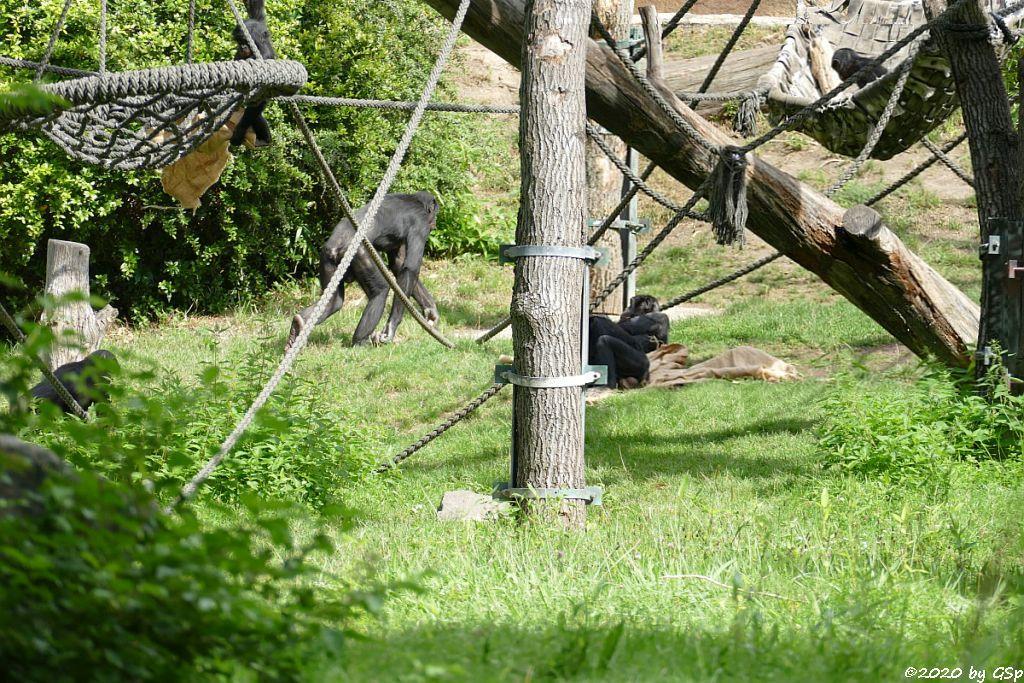 Bonobo (Zwergschimpanse)