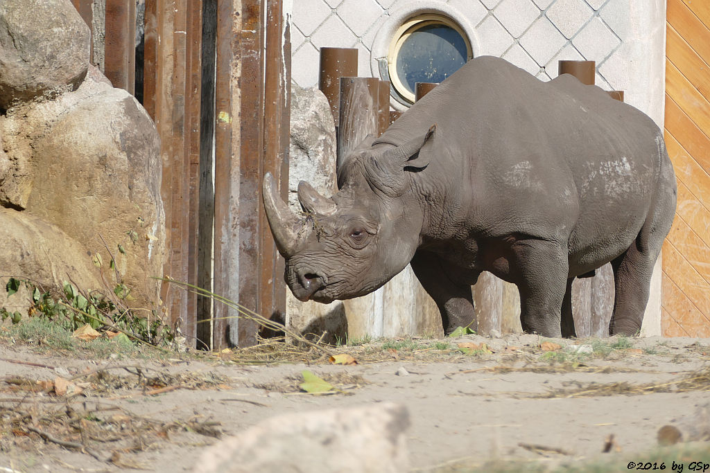 Spitzmaulnashorn