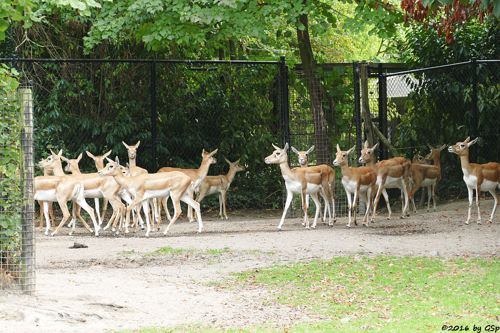 Hirschziegenantilope (Sasin)