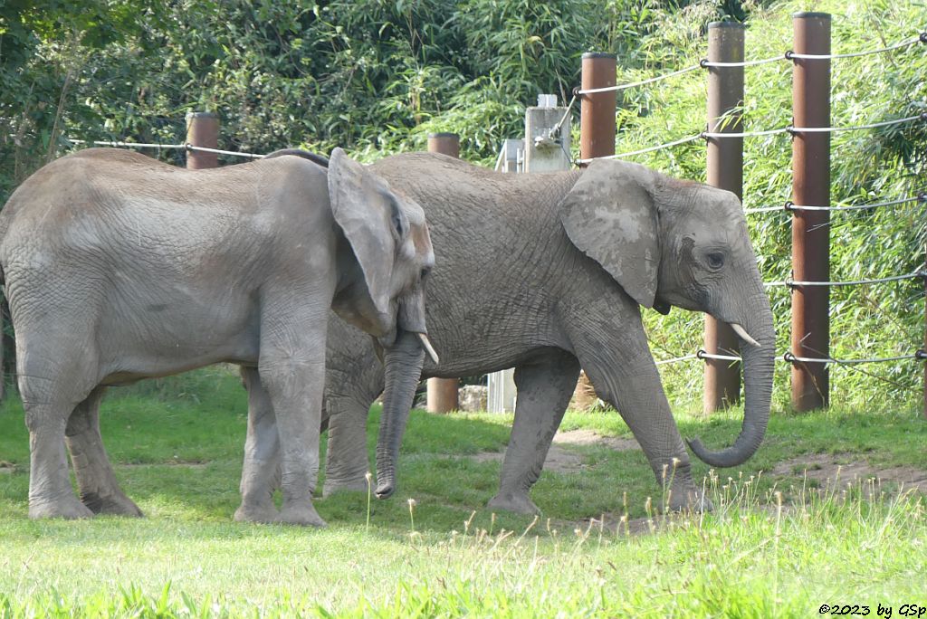 CRISTINA, KARIBA