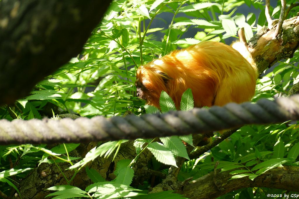 Goldgelbes Löwenäffchen