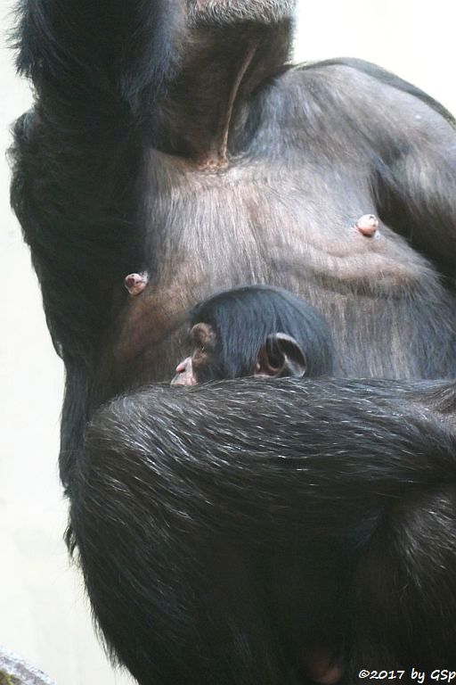 Westafrikanischer Schimpanse KITOKO mit Sohn OBAYE, geb. am 27.9.17