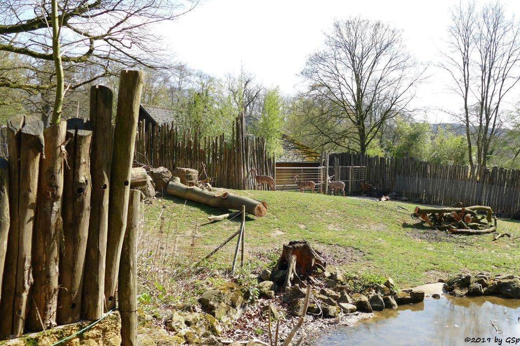 Südlicher Kleiner Kudu (Südlicher Kleinkudu)