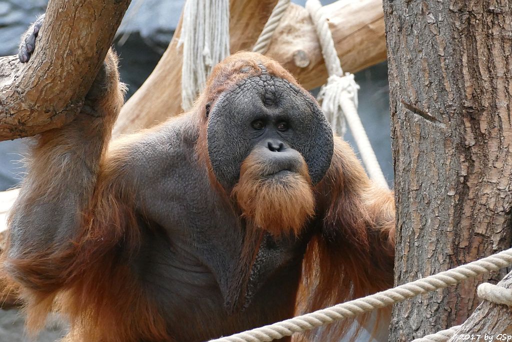 Sumatra-Orang-Utan TUAN