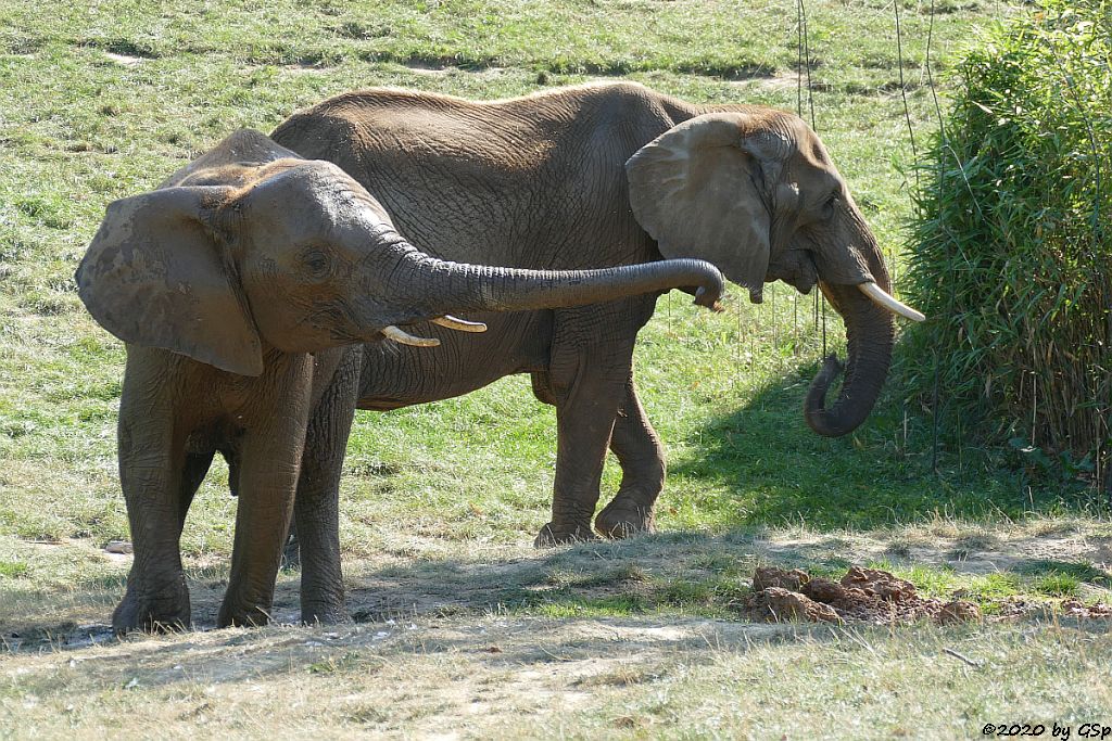 KARIBA, LILAK