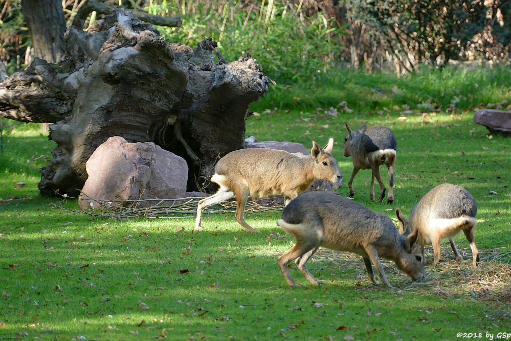 Großer Pampashase (Große Mara, Großer Mara)