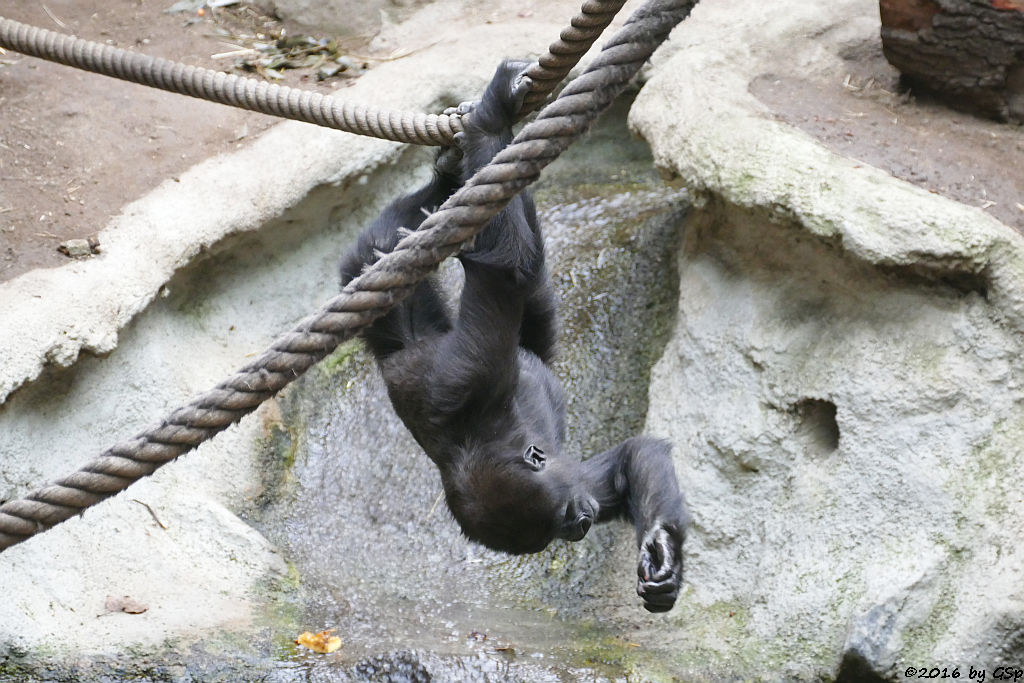 Flachlandgorilla