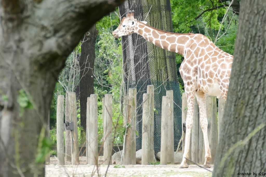 Netzgiraffe