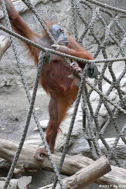 Sumatra-Orang-Utan DOKANA