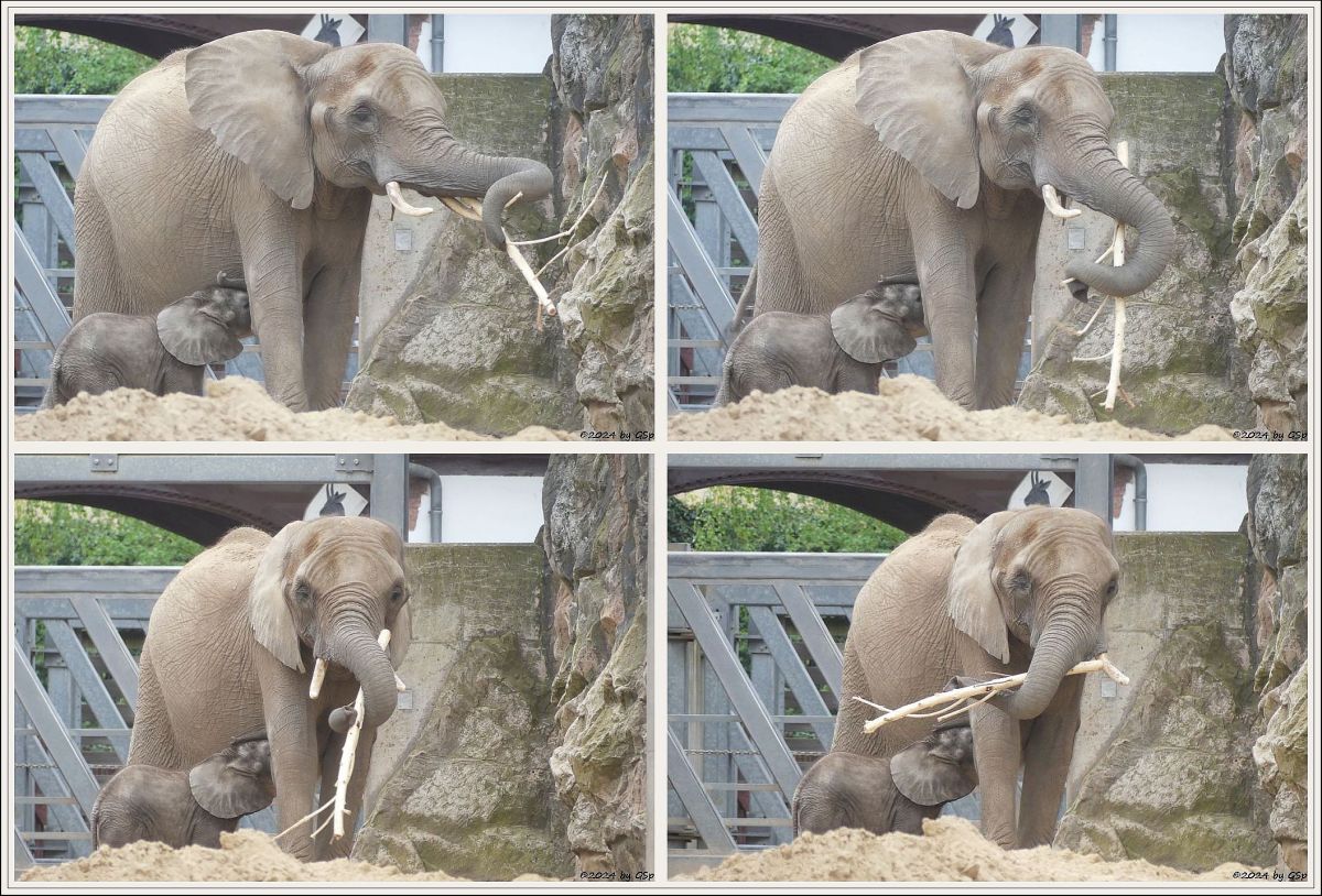 Elefanten Zoo Halle: SIMON, TANA