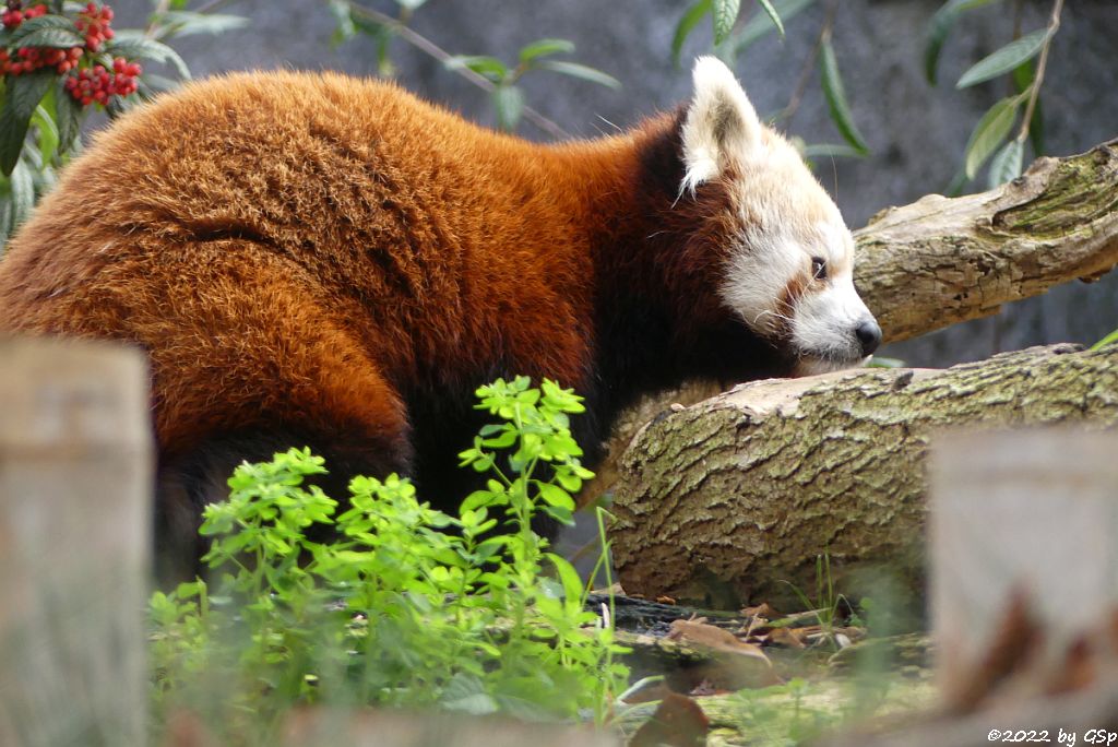 Westlicher Kleiner Panda (Westlicher Katzenbär, Nepalesischer Roter Panda)