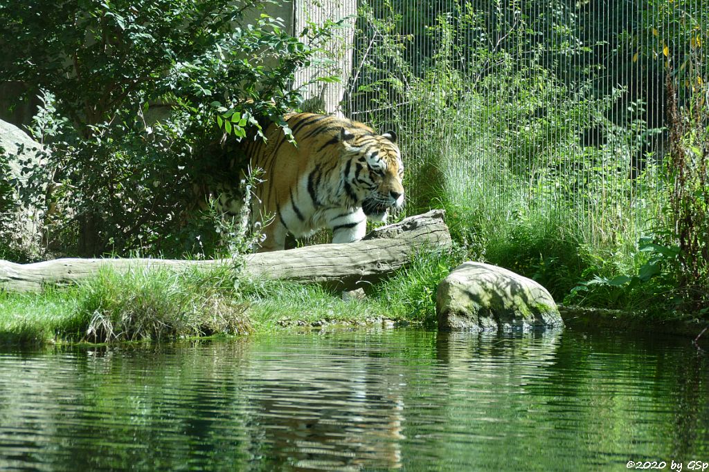 Amurtiger (Sibirischer Tiger, Mandschu-Tiger)