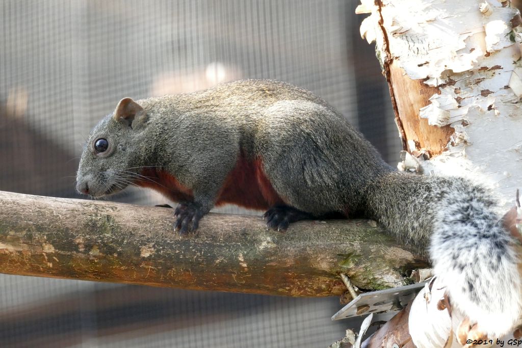 Pallas-Schönhörnchen (Rotbauchhörnchen, Pallashörnchen)
