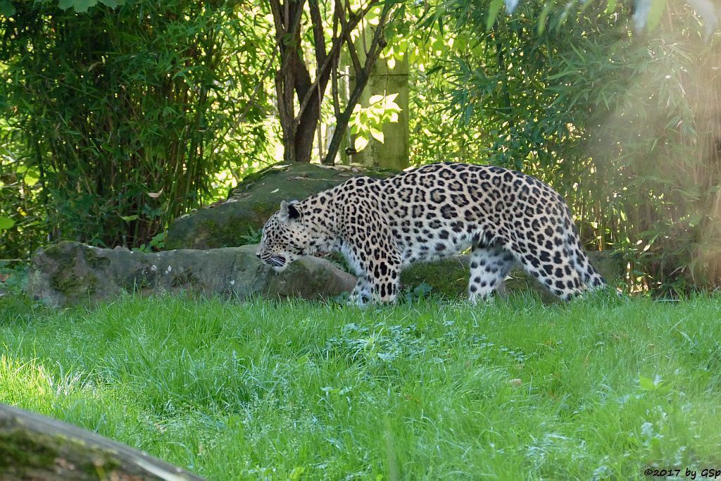 Nordpersischer Leopard (Afghanischer Leopard)