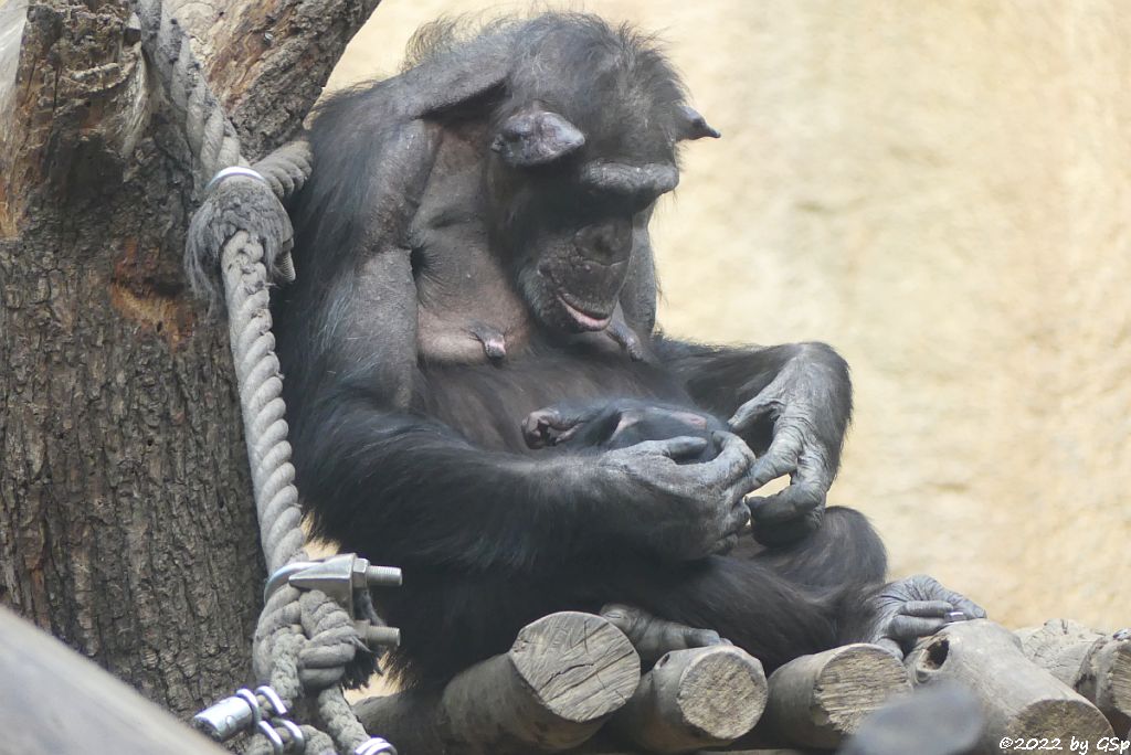 Ostafrikanischer Schimpanse CORRY mit Sohn BADU, geb. 22.12.21