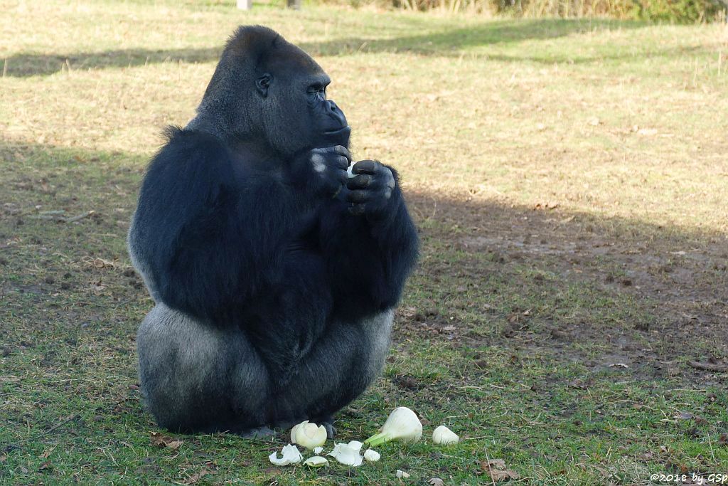 Flachlandgorilla