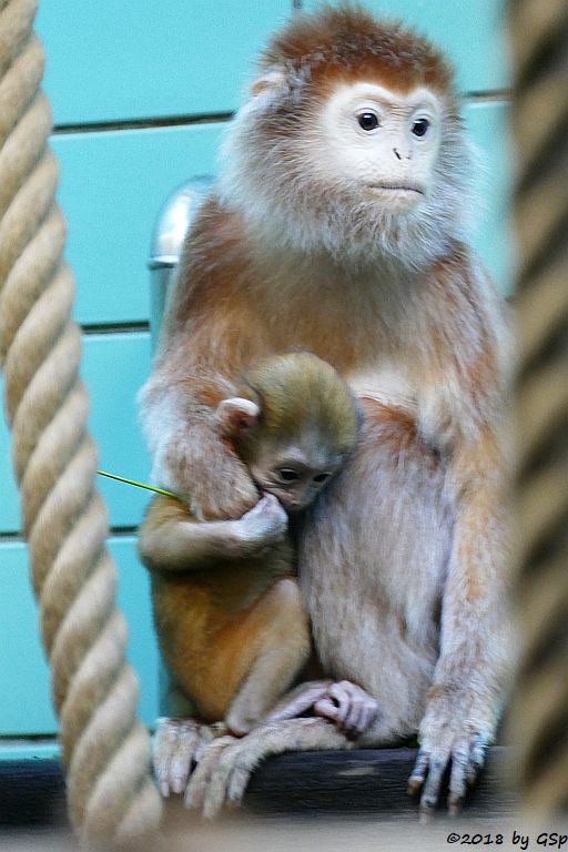 Schwarzer Haubenlangur (Javanischer Haubenlangur, Budeng)