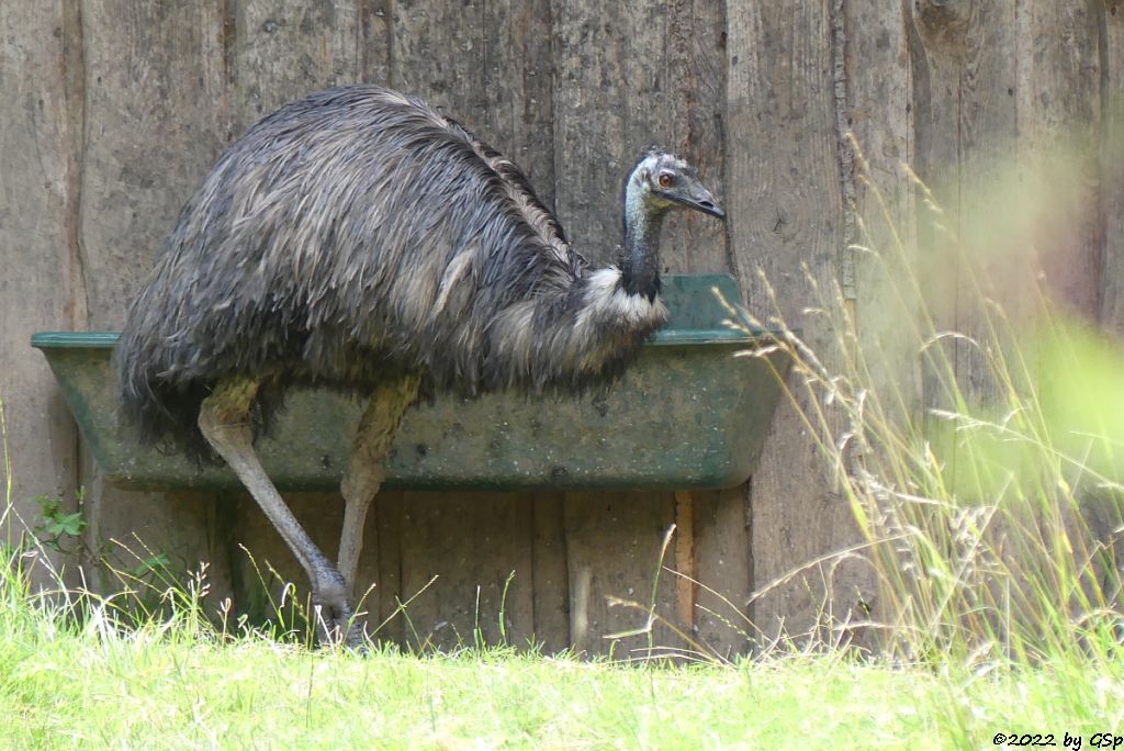 Emu (Großer Emu)