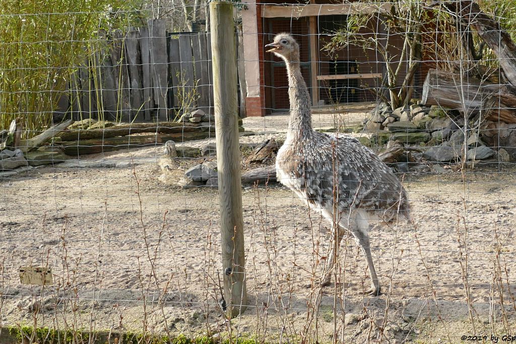 Darwinnandu (Kleiner Nandu, Darwinstrauß)