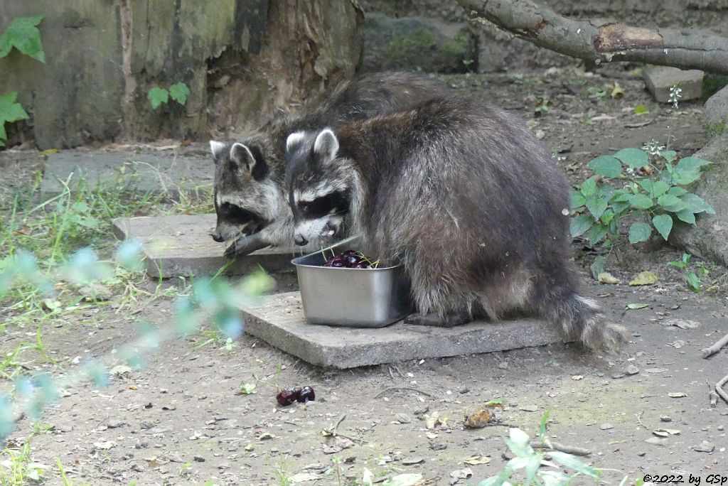 Nordamerikanischer Waschbär