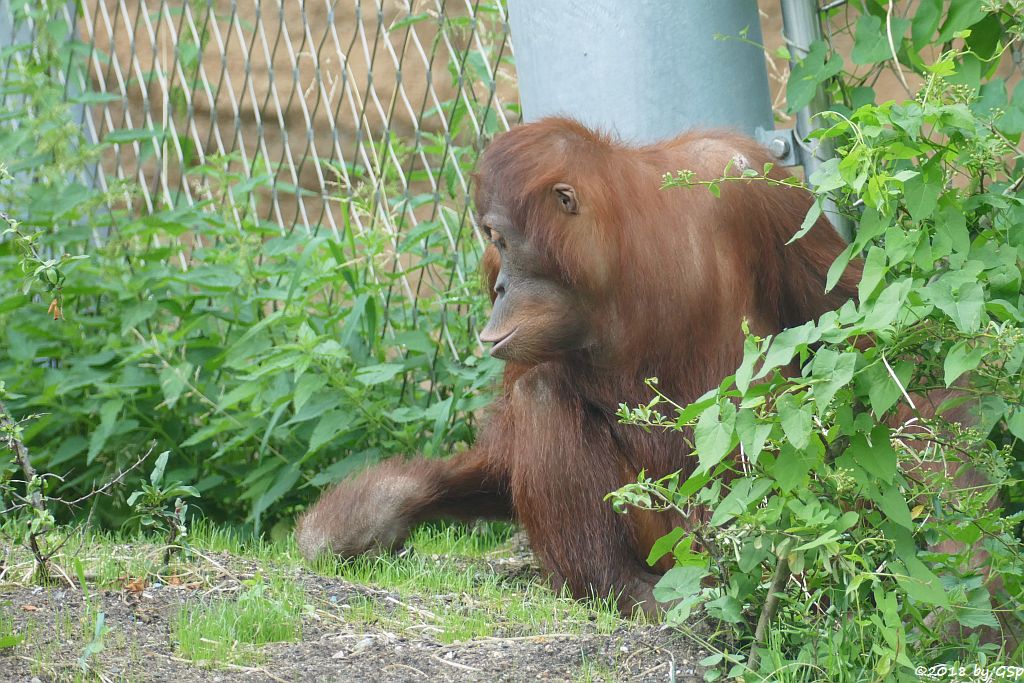 Sumatra-Orang-Utan INDAH