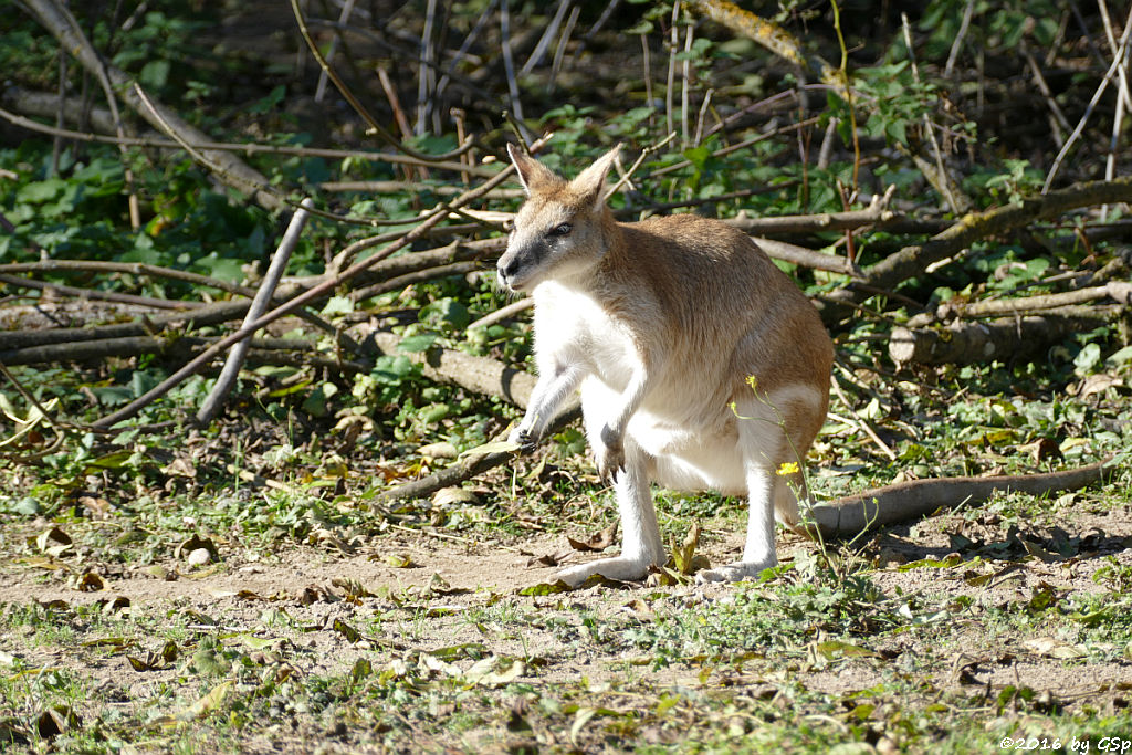 Flinkwallaby (Sandwallaby)